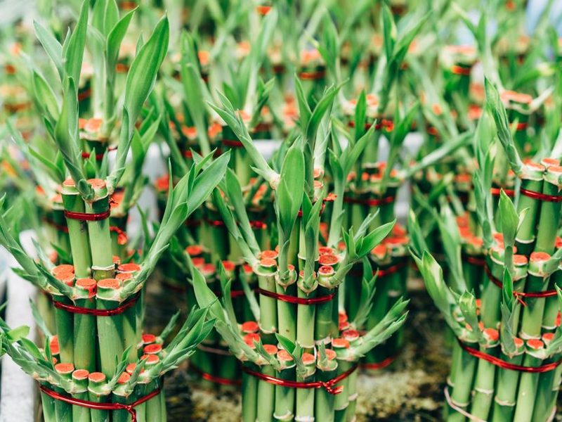 Bambú de la suerte en un florero con agua
