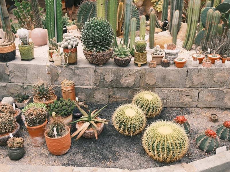 Colección de cactus en macetas