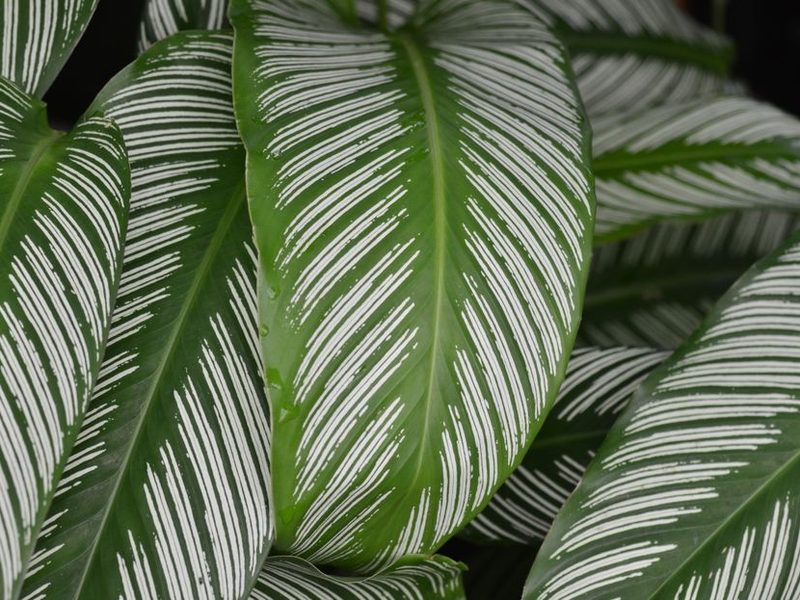 Calathea de hojas rayadas en una maceta