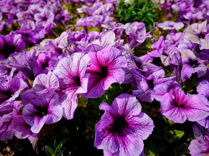 Bandeja de plantines de petunias y otras flores